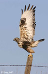 Rough-legged Hawk - Buteo lagopus
