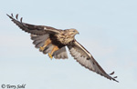 Rough-legged Hawk - Buteo lagopus
