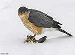 Sharp-shinned Hawk 10 - Accipiter striatus