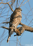 Sharp-shinned Hawk - Accipiter striatus