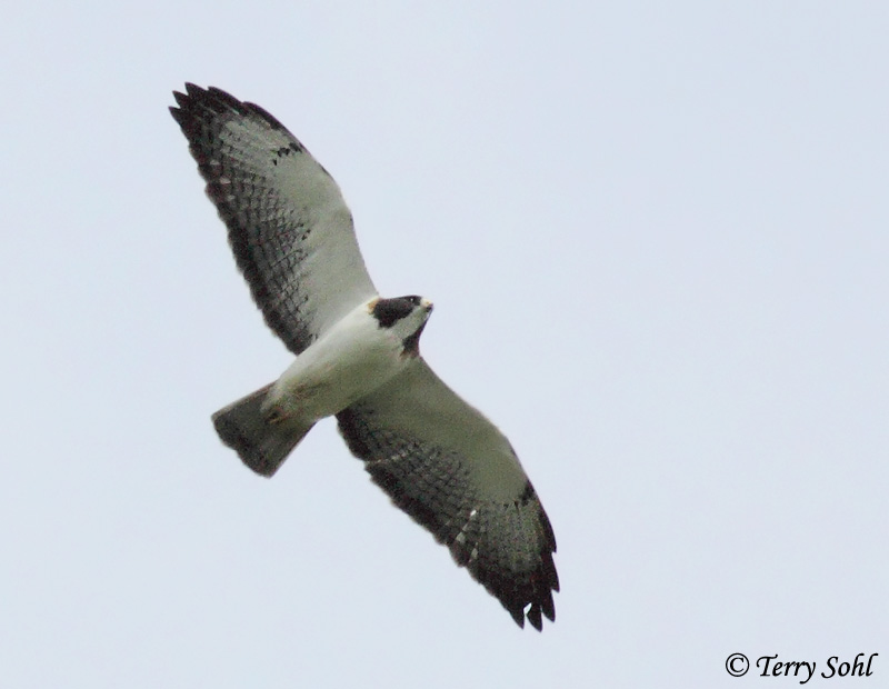 Short-tailed Hawk featured photo