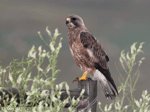 Swainson's Hawk - Buteo swainsoni