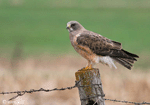 Swainson's Hawk - Buteo swainsoni