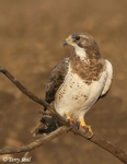 Swainson's Hawk 8 - Buteo swainsoni