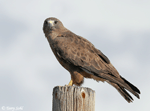 Swainson's Hawk - Buteo swainsoni