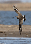 Hudsonian Godwit 17 - Limosa haemastica