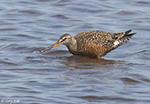 Hudsonian Godwit 18 - Limosa haemastica