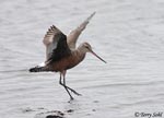 Hudsonian Godwit 1 - Limosa haemastica