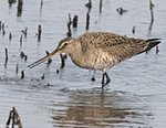 Hudsonian Godwit 21 - Limosa haemastica