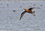 Hudsonian Godwit 23 - Limosa haemastica