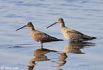 Hudsonian Godwit 5 - Limosa haemastica