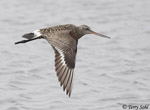 Hudsonian Godwit 7 - Limosa haemastica