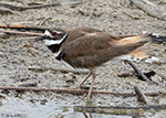 Killdeer 16 - Charadrius vociferus