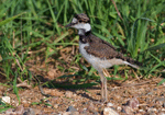 Killdeer 8 - Charadrius vociferus