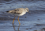 Lesser Yellowlegs - Tringa flavipes
