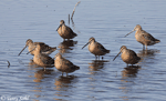 Long-billed Dowitcher 10 - Limnodromus scolopaceus