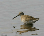 Long-billed Dowitcher 1 - Limnodromus scolopaceus