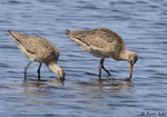 Marbled Godwit 15 - Limosa fedoa
