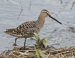 Short-billed Dowitcher 2 - Limnodromus griseus