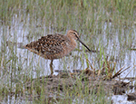 Short-billed Dowitcher 3 - Limnodromus griseus
