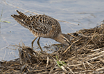 Short-billed Dowitcher 4 - Limnodromus griseus