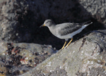 Surfbird 11- Aphriza virgata
