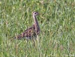 Upland Sandpiper 10 - Bartramia longicauda