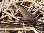 Virginia Rail - Rallus limicola