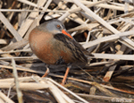 Virginia Rail - Rallus limicola