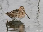 Wilson's Snipe - Gallinago delicata