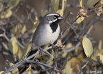 Black-throated Sparrow 5 - Amphispiza bilineata