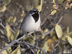 Black-throated Sparrow 6 - Amphispiza bilineata