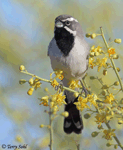 Black-throated Sparrow 8 - Amphispiza bilineata