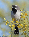 Black-throated Sparrow 9 - Amphispiza bilineata