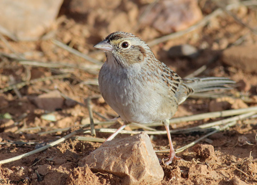 Cassin's Sparrow 2 - Aimophila cassinii