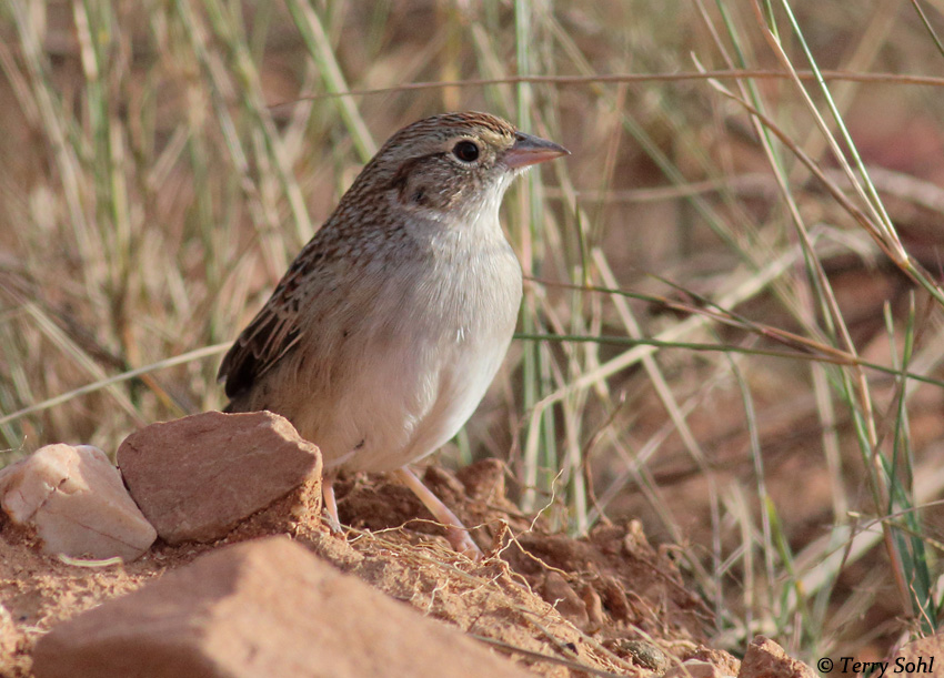 Cassin's Sparrow 4 - Aimophila cassinii