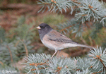 Dark-eyed Junco photo 10