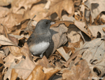 Dark-eyed Junco photo 12