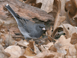 Dark-eyed Junco photo 16