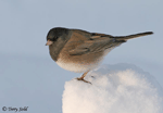 Dark-eyed Junco photo 2