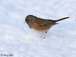 Dark-eyed Junco photo 3