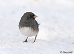 Dark-eyed Junco photo 4