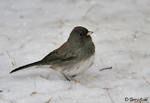 Dark-eyed Junco photo 5