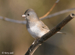 Dark-eyed Junco photo 6