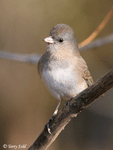 Dark-eyed Junco photo 7