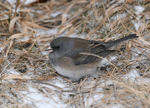 Dark-eyed Junco photo 8