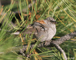 Dark-eyed Junco photo 9