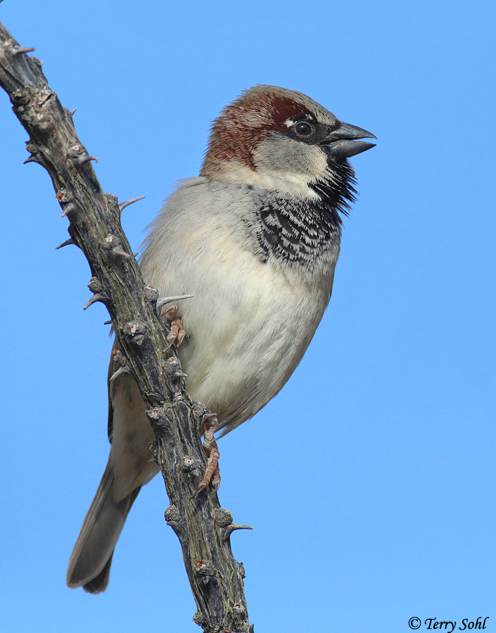House Sparrow 10 - Passer domesticus