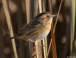 Nelson's Sparrow 5 - Ammodramus nelsoni