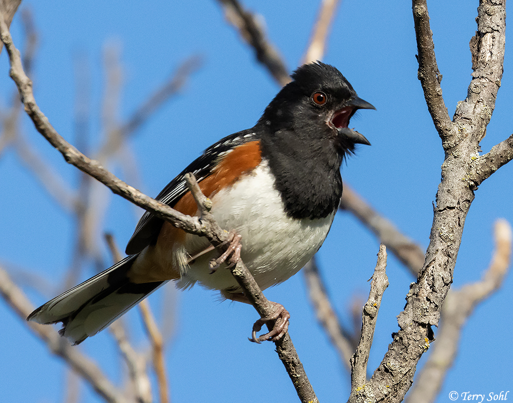 Spotted Towhee - Pipilo maculatus